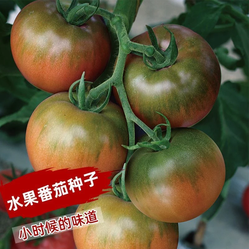【秋季爆品】铁皮番茄大西红柿草莓番茄籽四季蔬果种子园艺家播种