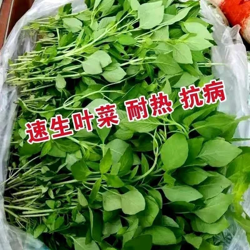 大叶荆芥生吃新鲜蔬菜荆菜农家自种大叶芥菜易种香味耐热浓郁速生