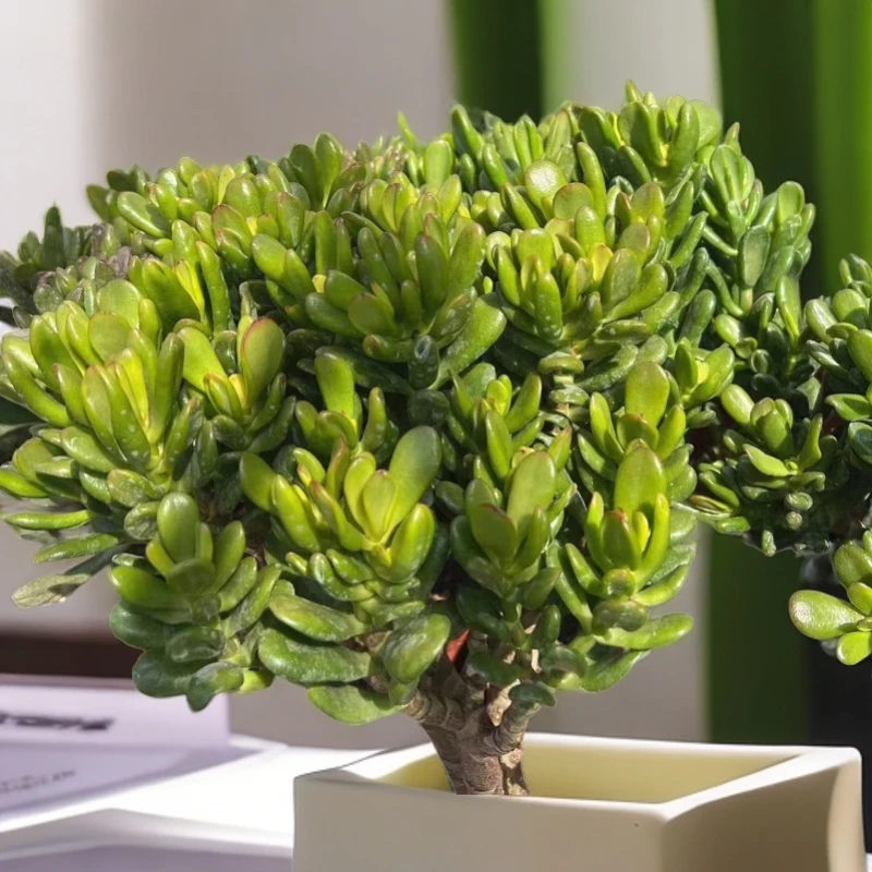 诚优多肉老桩招财猫多肉冠服30cm起