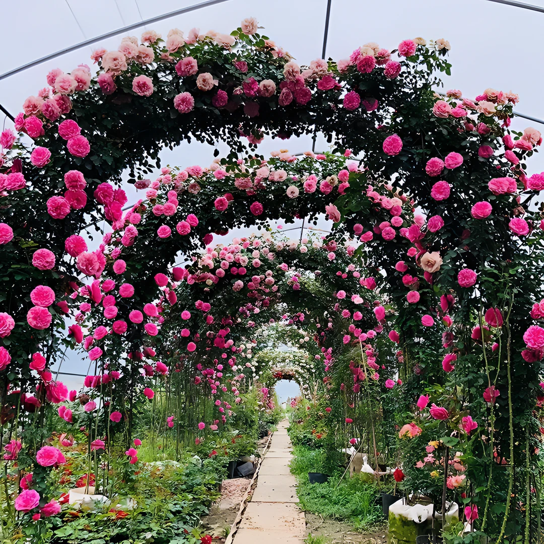 【新疆西藏包邮】月季花种子四季播种混装爬藤攀援植物花卉种子开花