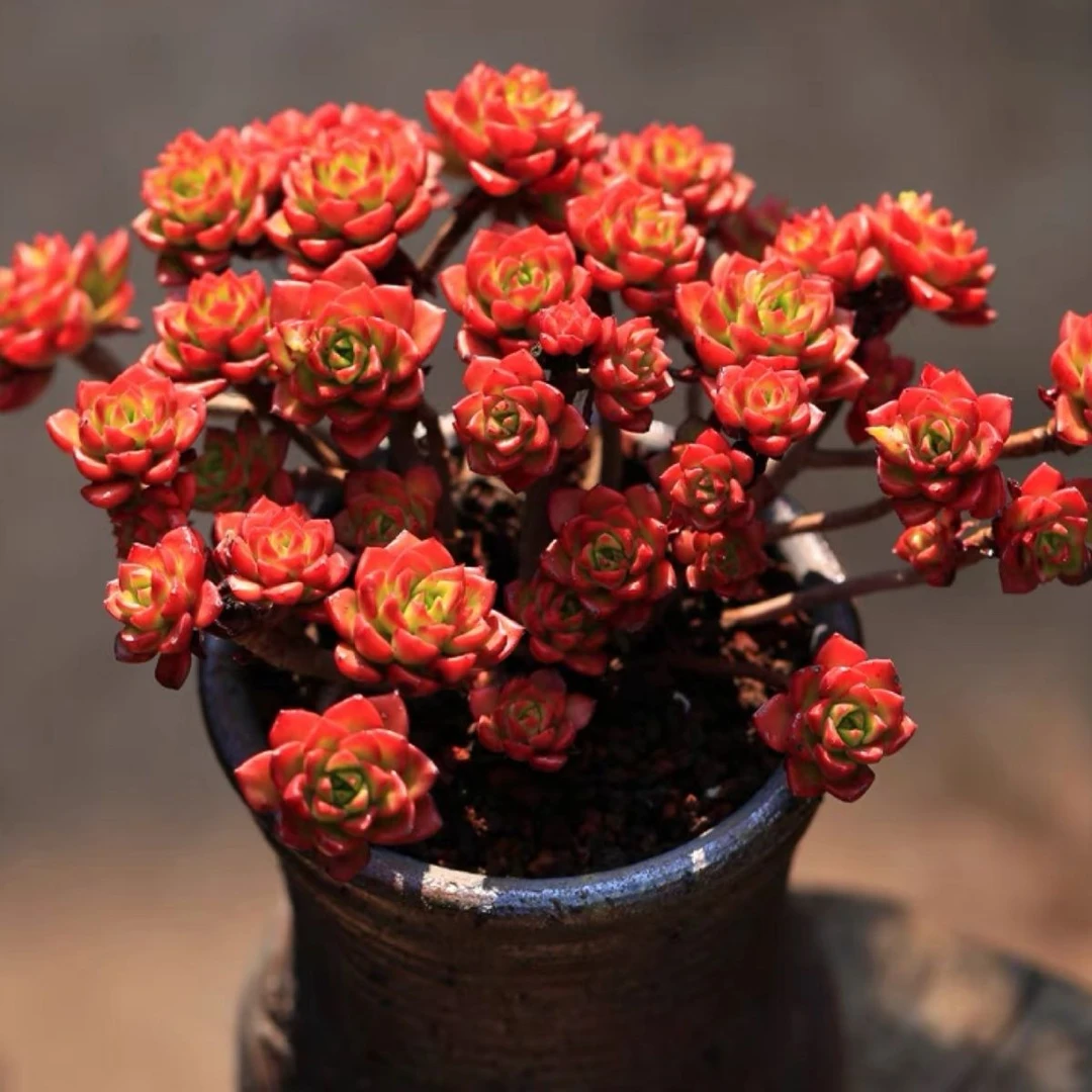 老桩蒂亚 多肉植物老桩多头群生红色喜庆办公室花卉盆栽夏天叶子