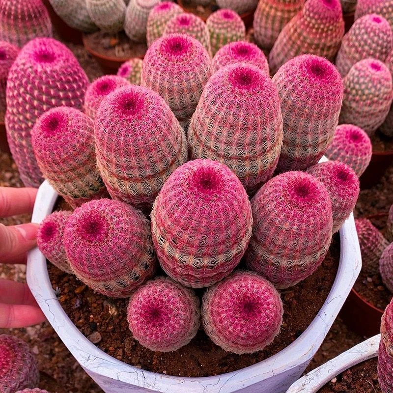 多头红太阳仙人球办公室室内入门款球球好养活花卉稀有名贵多肉