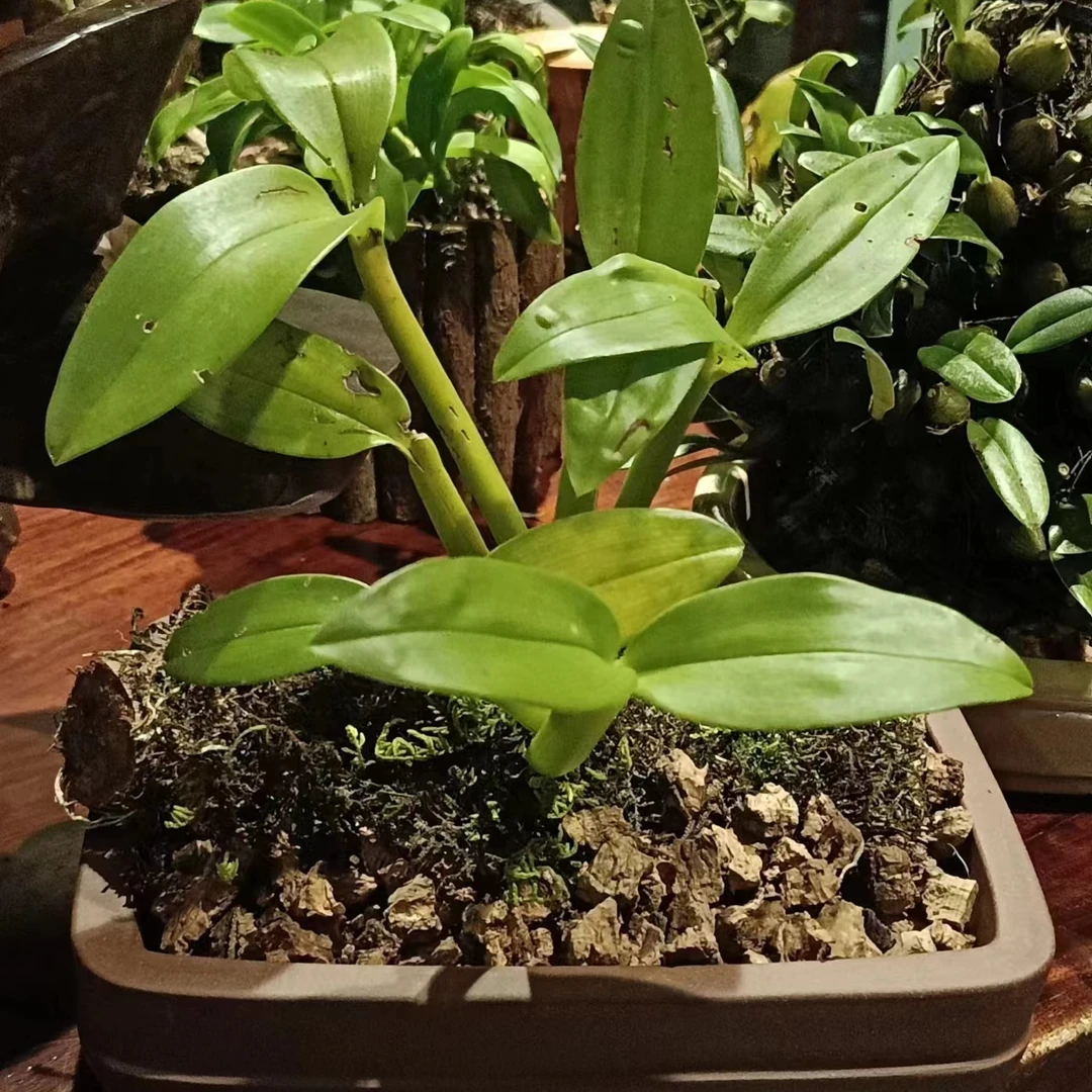 云南寄生植物节茎石斛