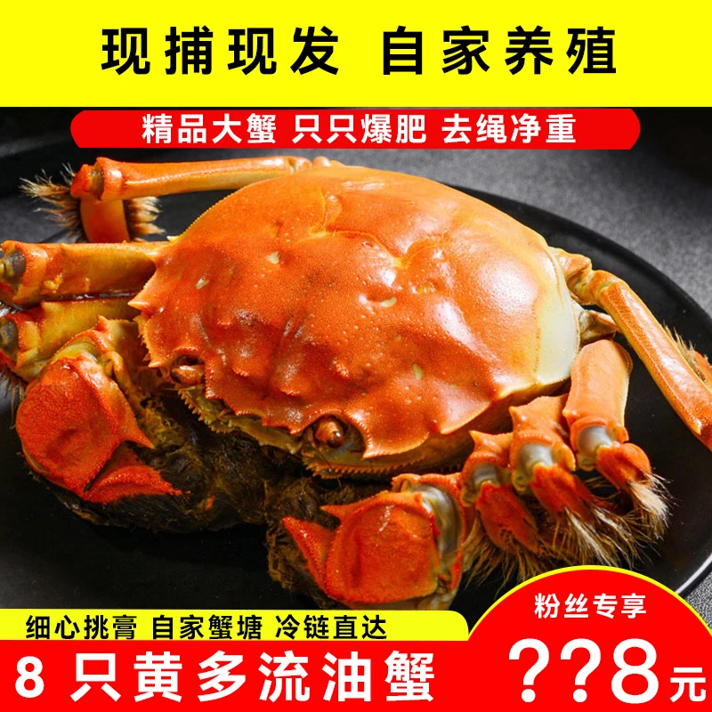 【活蟹】兴化大闸蟹母蟹2.6-2.3两8只+送2只江苏养殖活蟹冷链直达