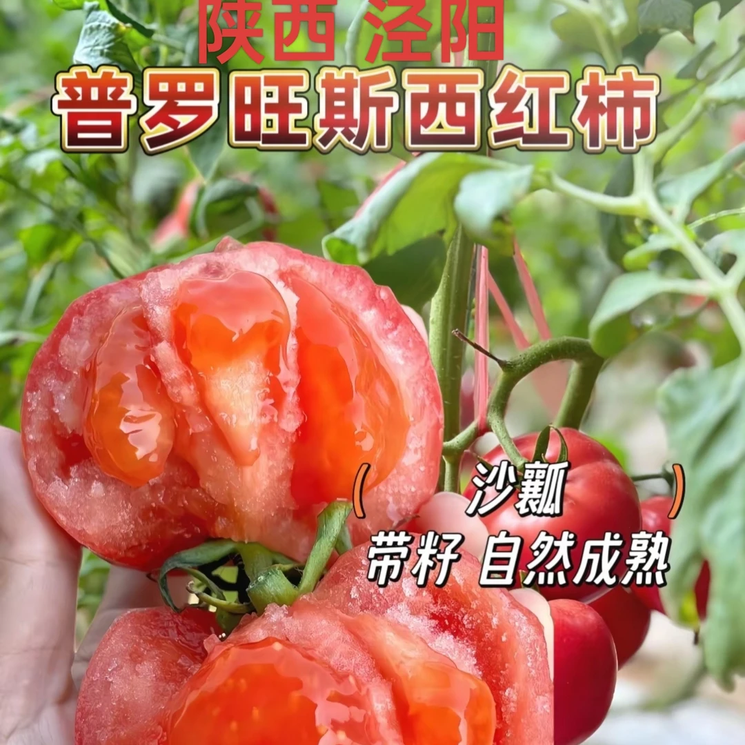 【坏果包赔】陕西泾阳产地普罗旺斯沙瓤水果西红柿新鲜采摘当天发货
