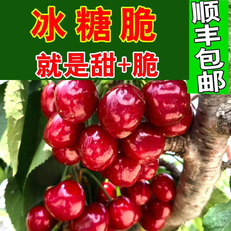 【冰糖脆】甜+脆 烟台大樱桃国产车厘子新鲜现摘现发山东应季水果