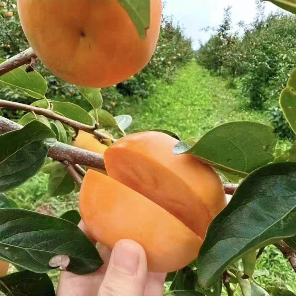 【大槐树优品】陕西阳丰脆甜柿子皮薄肉厚脆甜多汁新鲜采摘产地直发