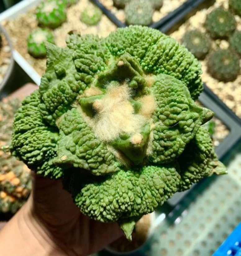 多肉组合价格（小花点）