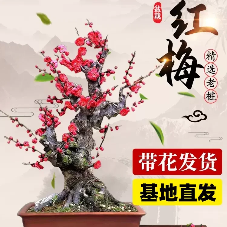 【过年开花红红火火】精品老桩红梅庭院阳台可种耐寒耐旱花开满盆