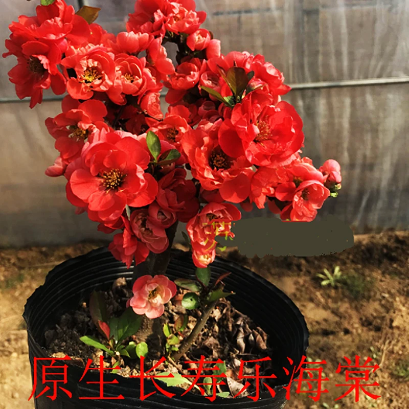 【基地直发】正品长寿冠海棠海棠苗四季开花室阳台庭院重瓣