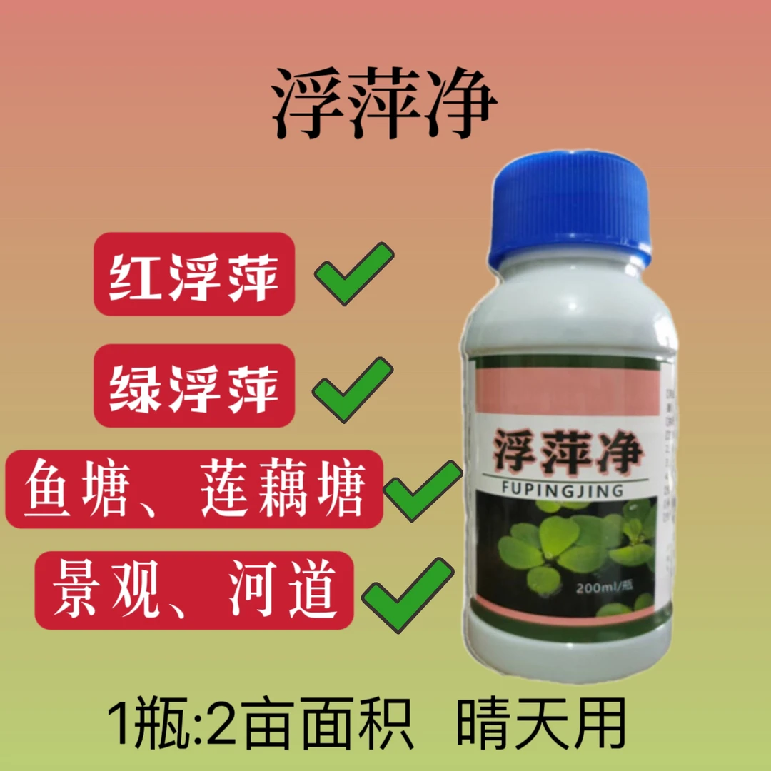 浮萍净红绿浮萍莲藕菱角芡实鱼塘景观河道龙虾都可以用