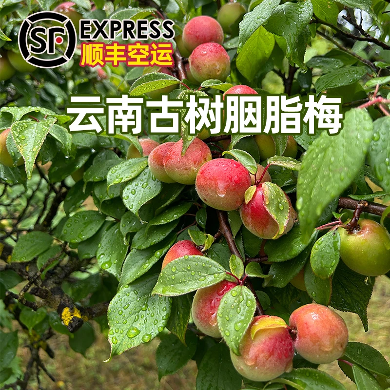【顺丰空运】云南古树胭脂梅 新鲜采摘酸梅水果泡酒梅子酵素露酱醋