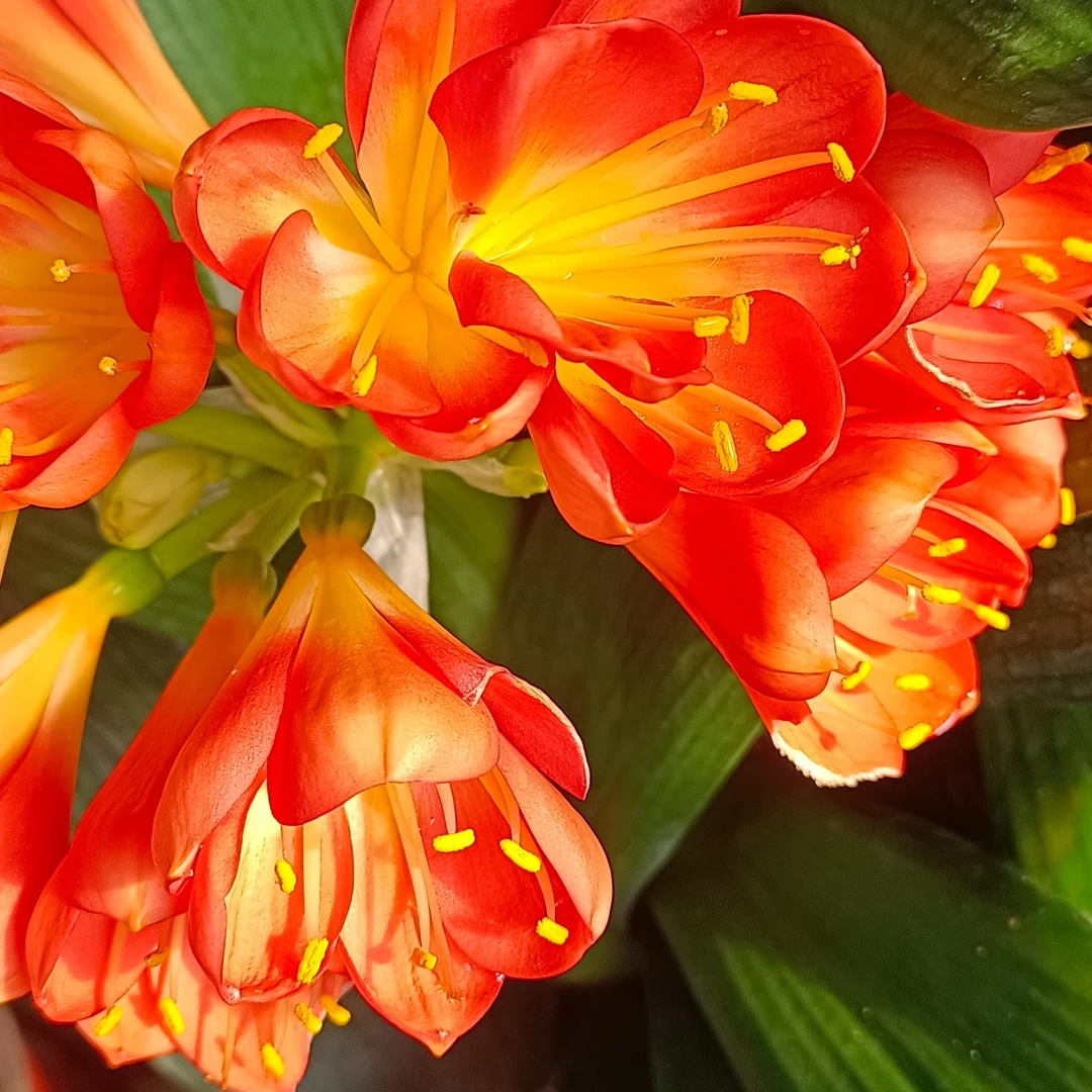 明道种植场精品君子兰