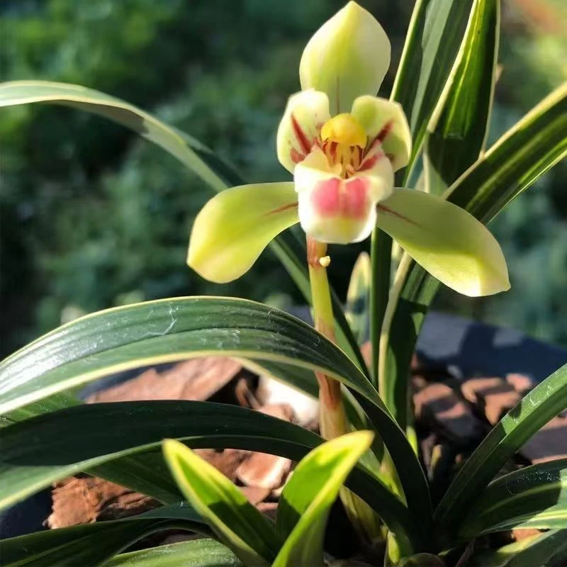 春兰矮种【彩云荷】大花蕙兰  浓香型 金边 阳台室内均可养