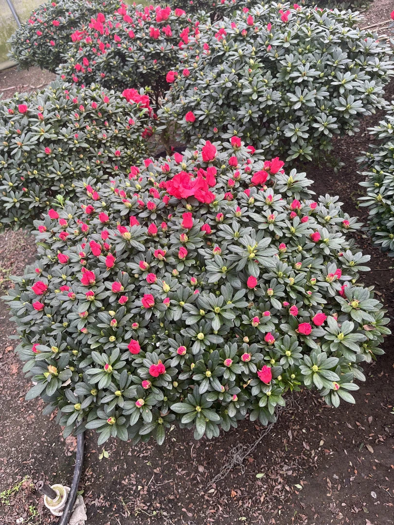 西洋杜鹃，花色全红杨梅红杜鹃花