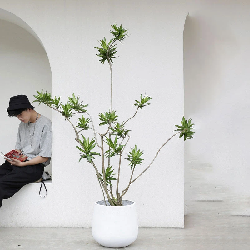 正宗百合竹大盆栽室内植物特大号客厅绿植高级感高档