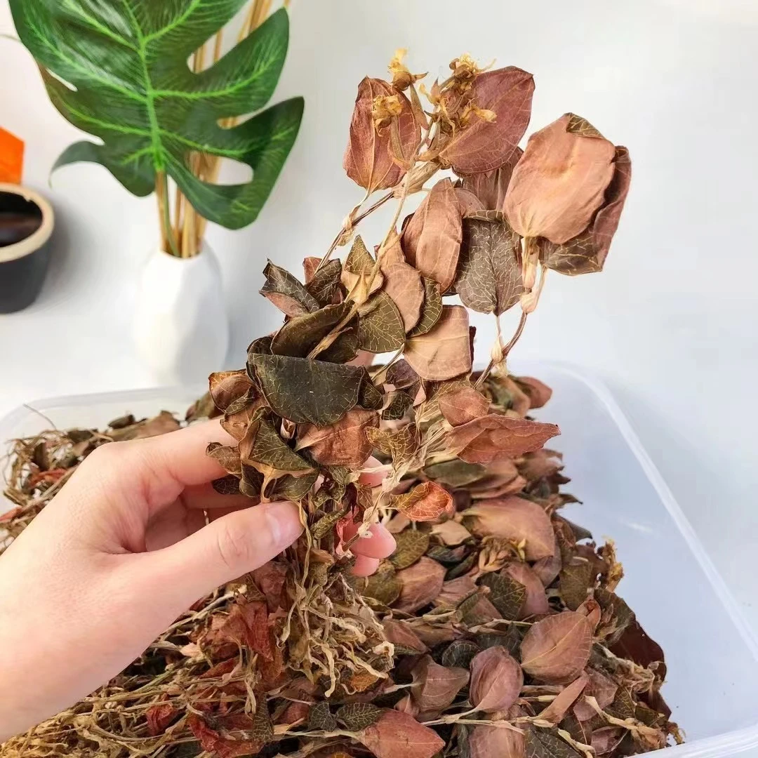 御膳 金线莲/花胶 广东汕头