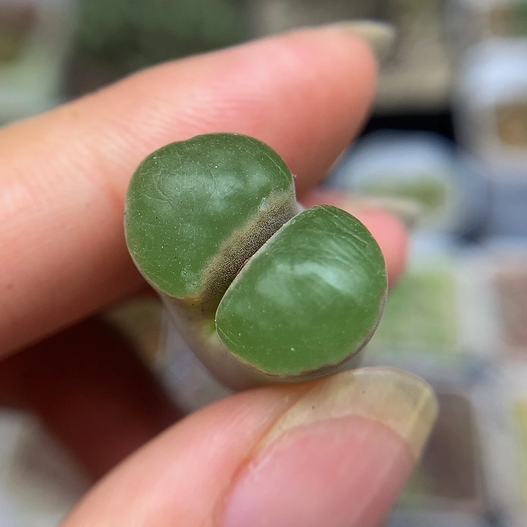 一物一拍 磁铁特价 452号