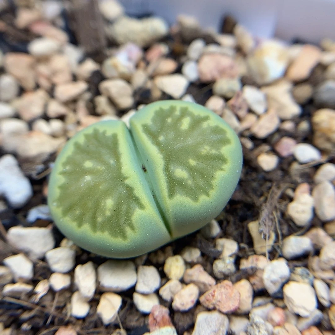 一物一拍 绿菊特价 272号