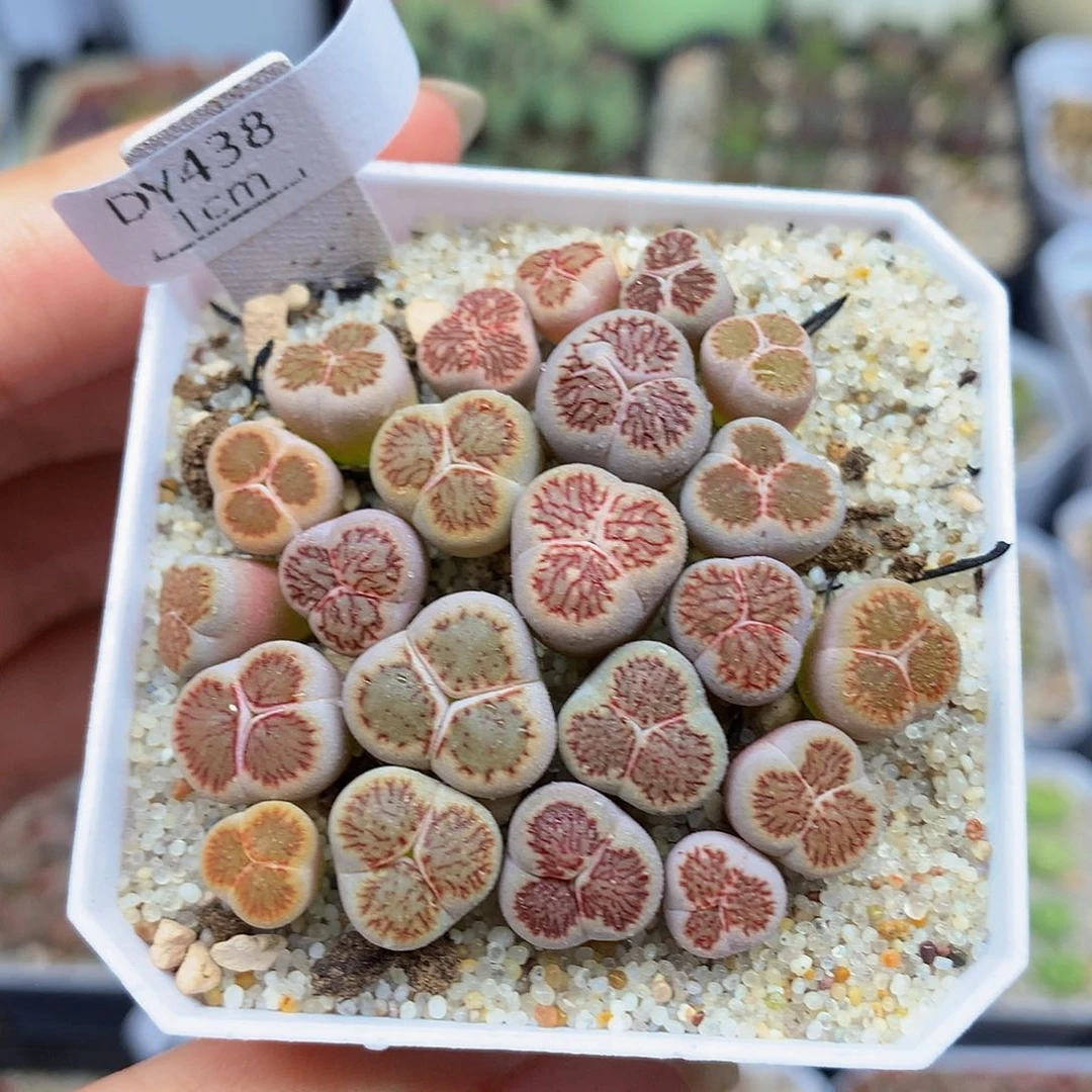 一物一拍 菊奔特价 438号