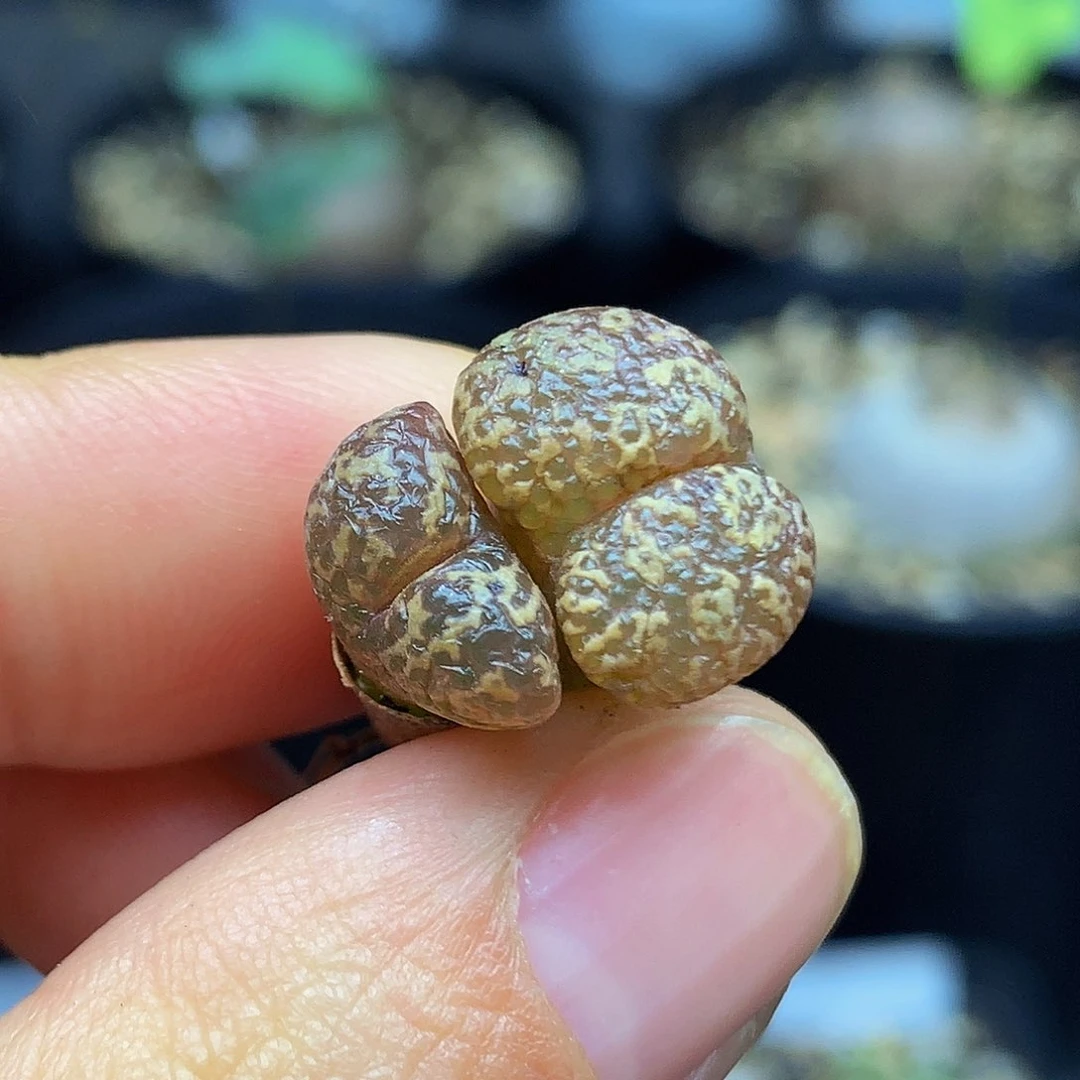 28包邮 一物一拍 勋章254