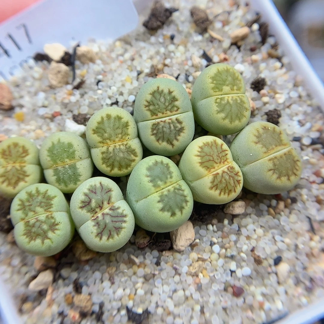 一物一拍 绿体菊特价 417号