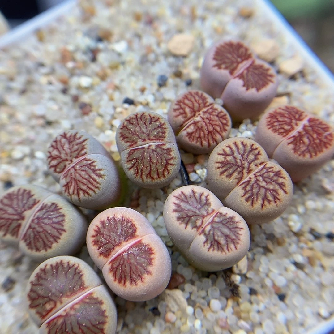 一物一拍 血管菊特价 261号