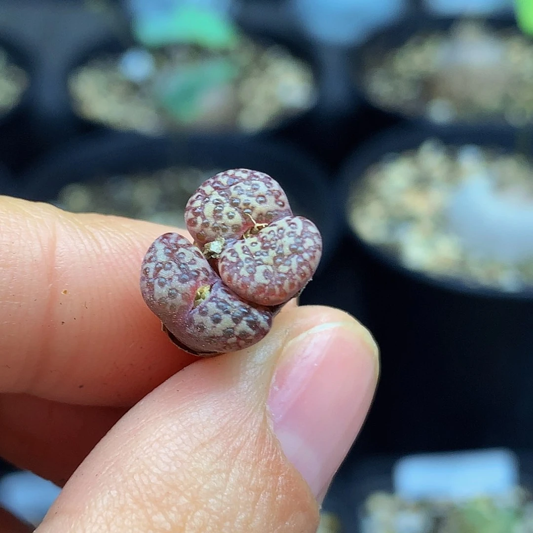 28包邮 一物一拍 勋章245