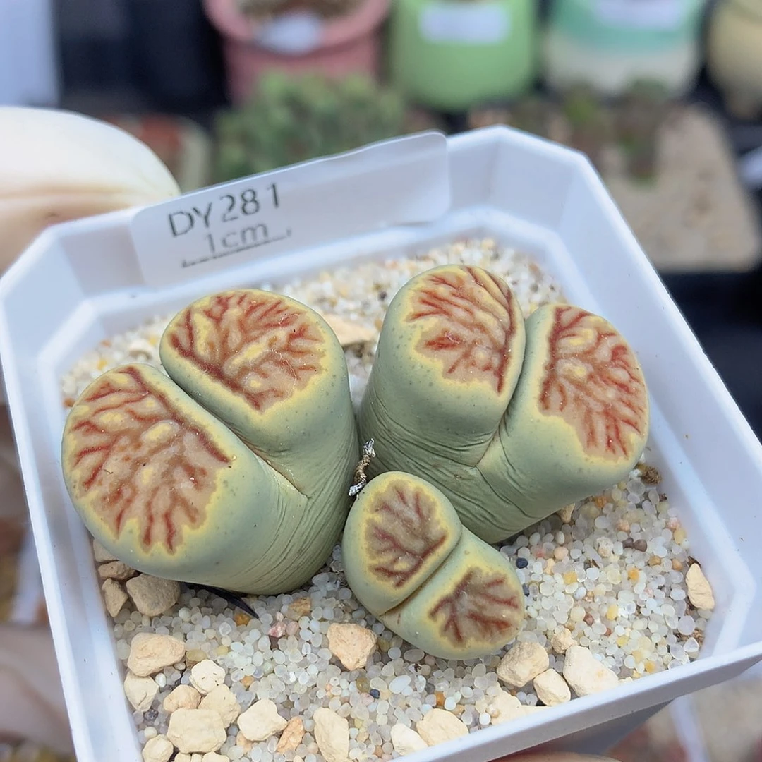 一物一拍 绿体菊特价 281号