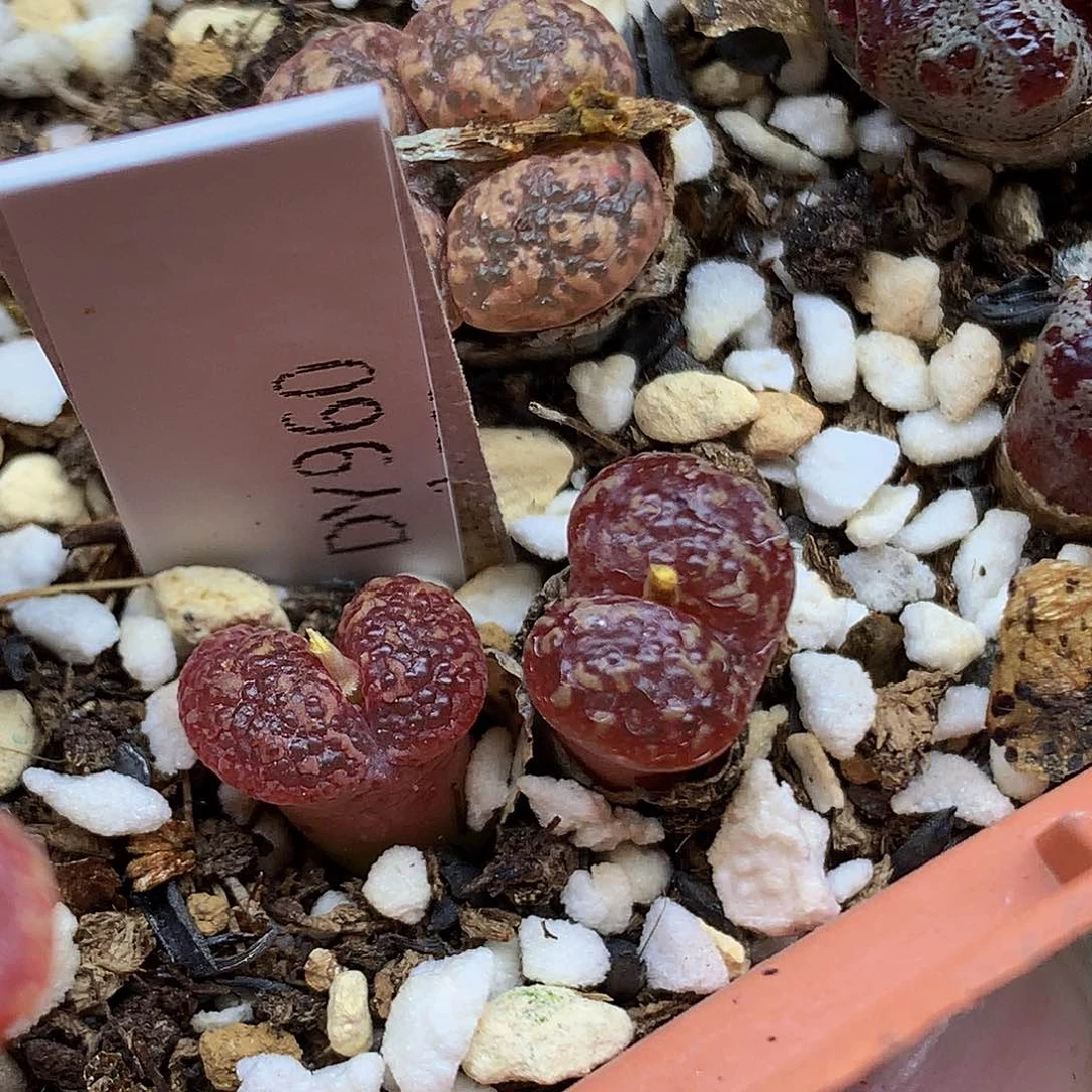 新品勋章 28包邮 960