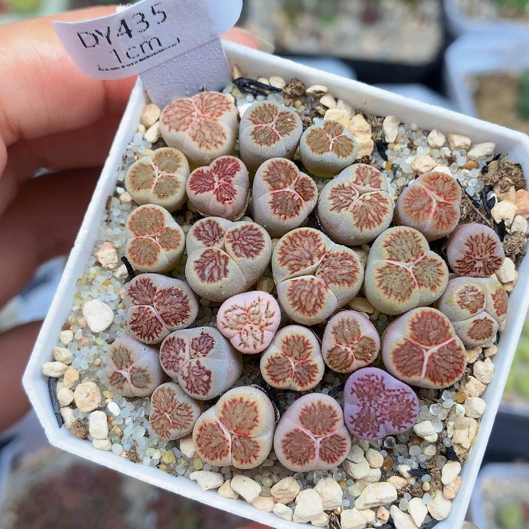 一物一拍 菊奔特价 435号