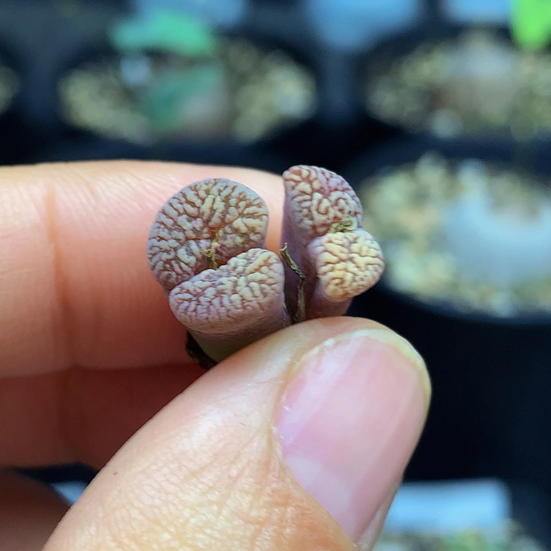 28包邮 一物一拍 勋章249