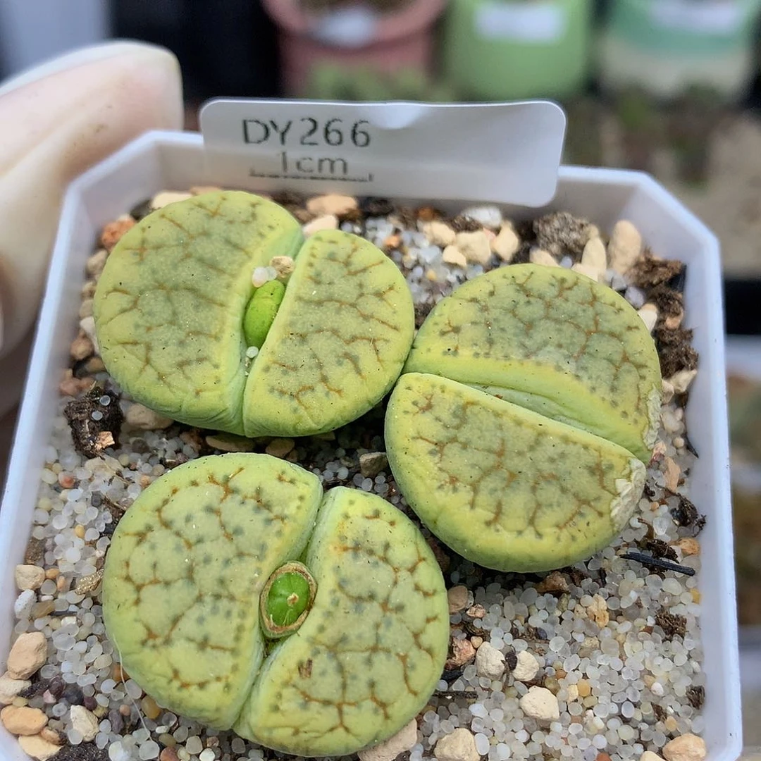一物一拍 绿荒3颗特价 266号