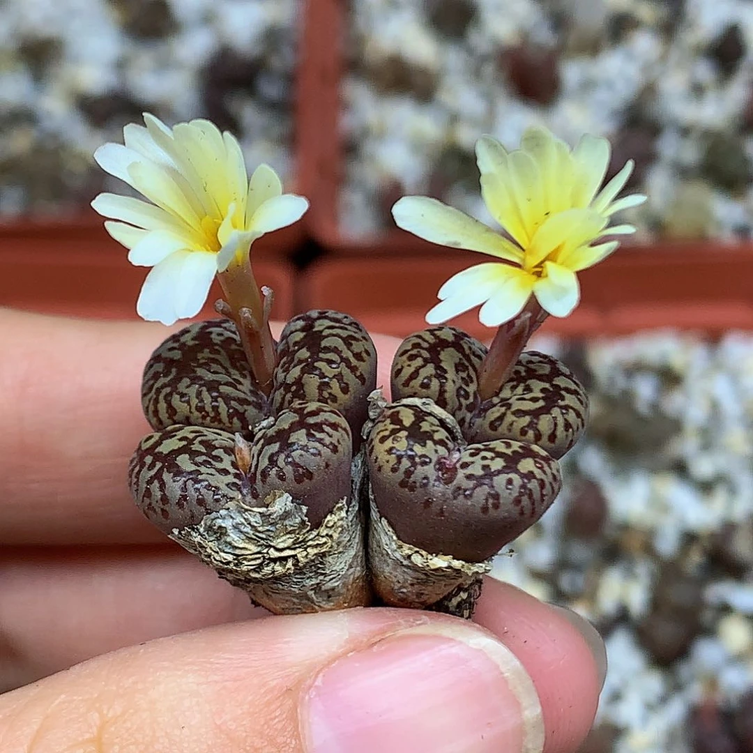 新品勋章 28包邮 961黄花鸟