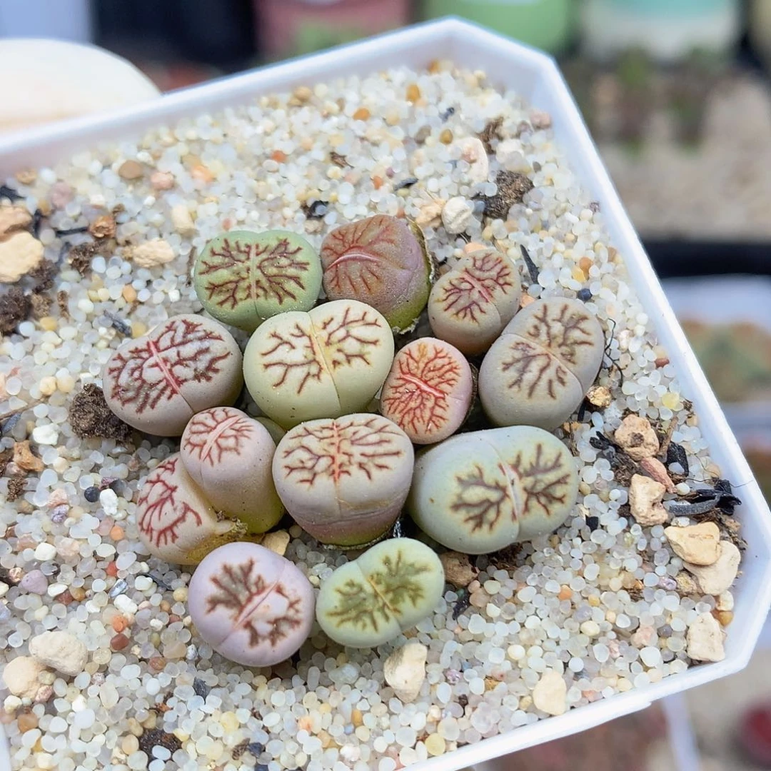一物一拍 菊化石特价 290号