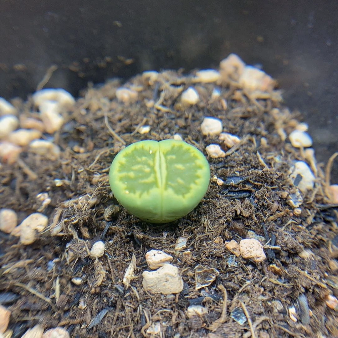 一物一拍 绿菊特价 305