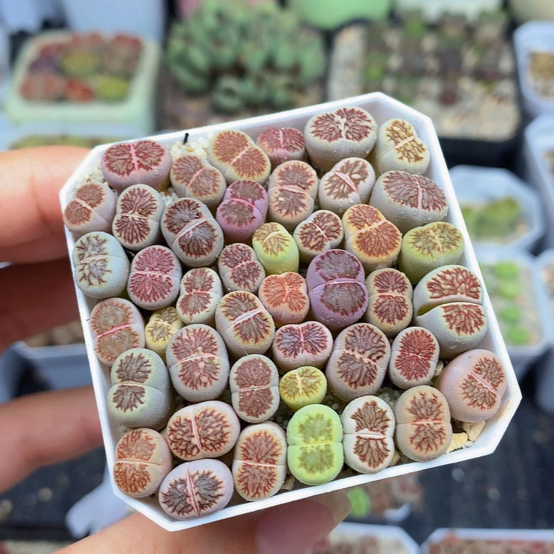 一物一拍 彩色菊特价 439号