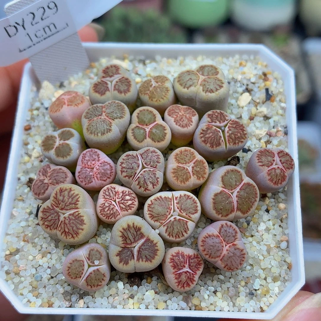 一物一拍 菊奔特价 229号