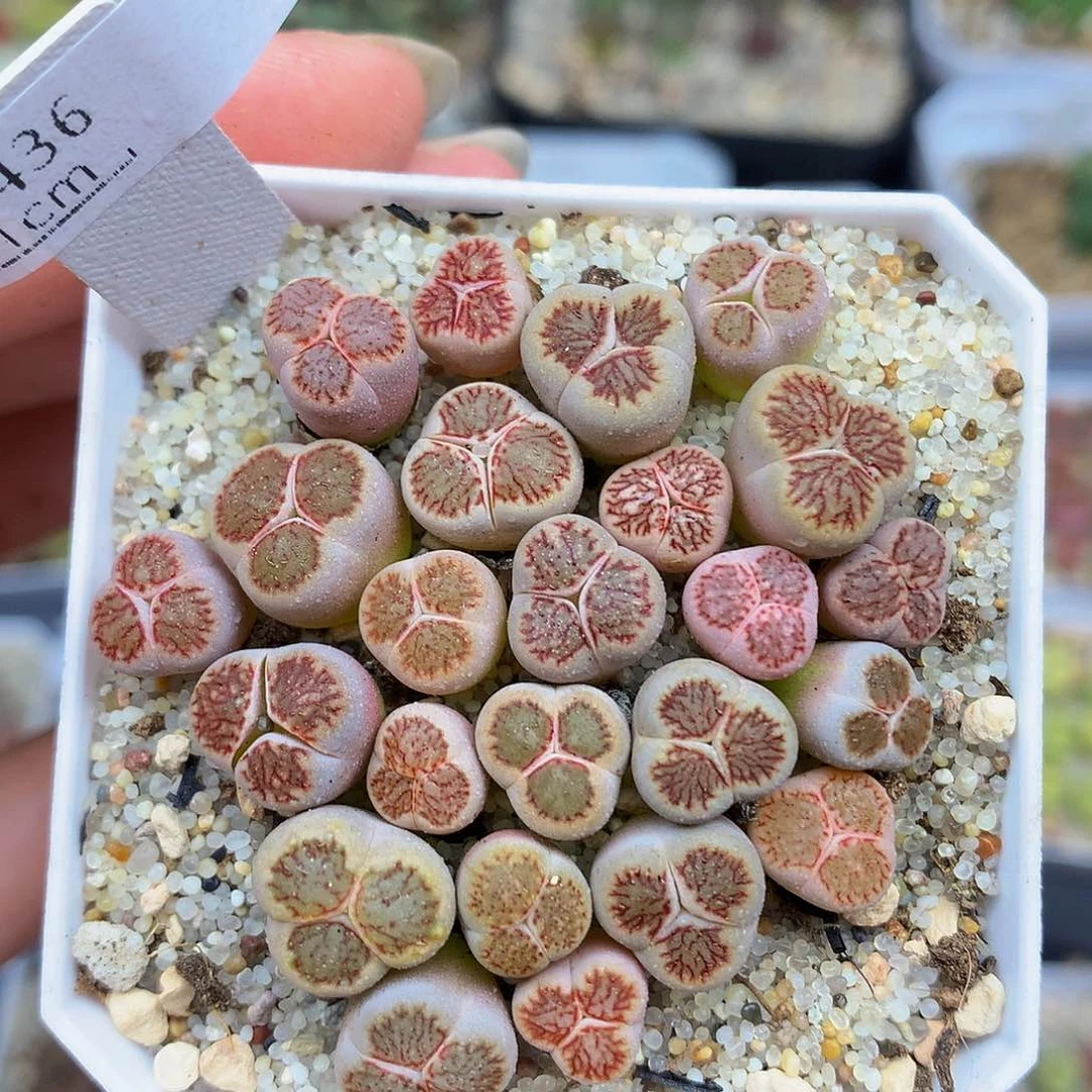 一物一拍 菊奔特价 436号