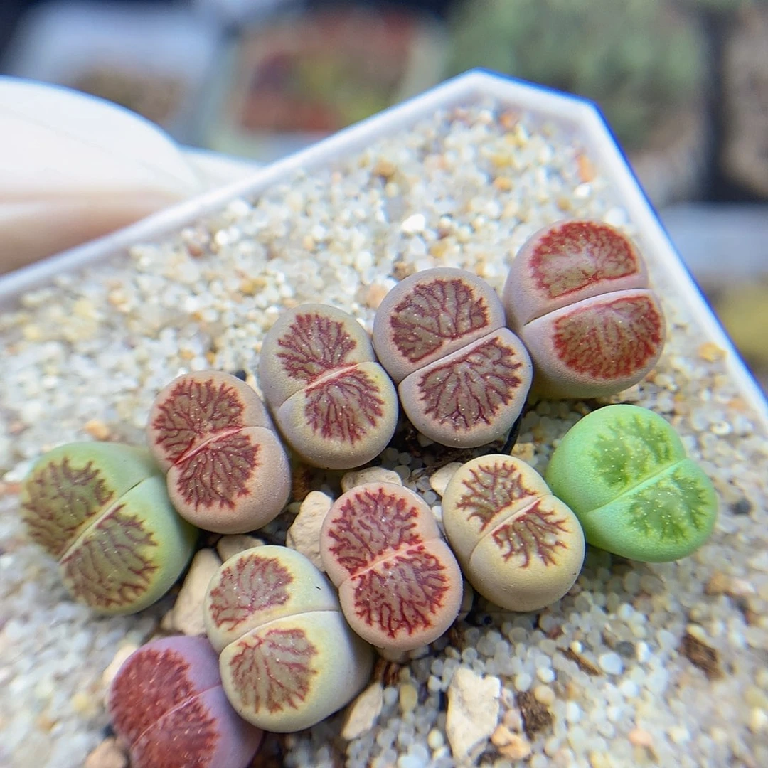 一物一拍 菊星空特价 257号
