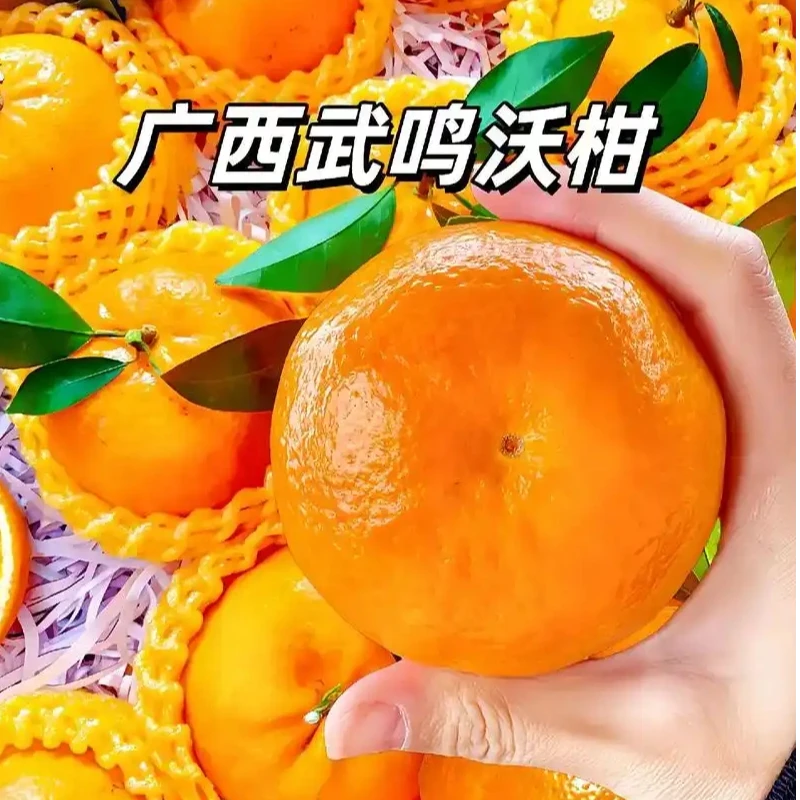 广西武鸣沃柑应季新鲜老树果皮薄多汁超甜1