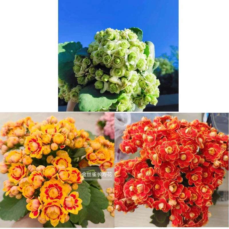 长寿花盆栽绿巴黎稀有金狐狸洛桑四季开花室内绿植花卉网红懒人