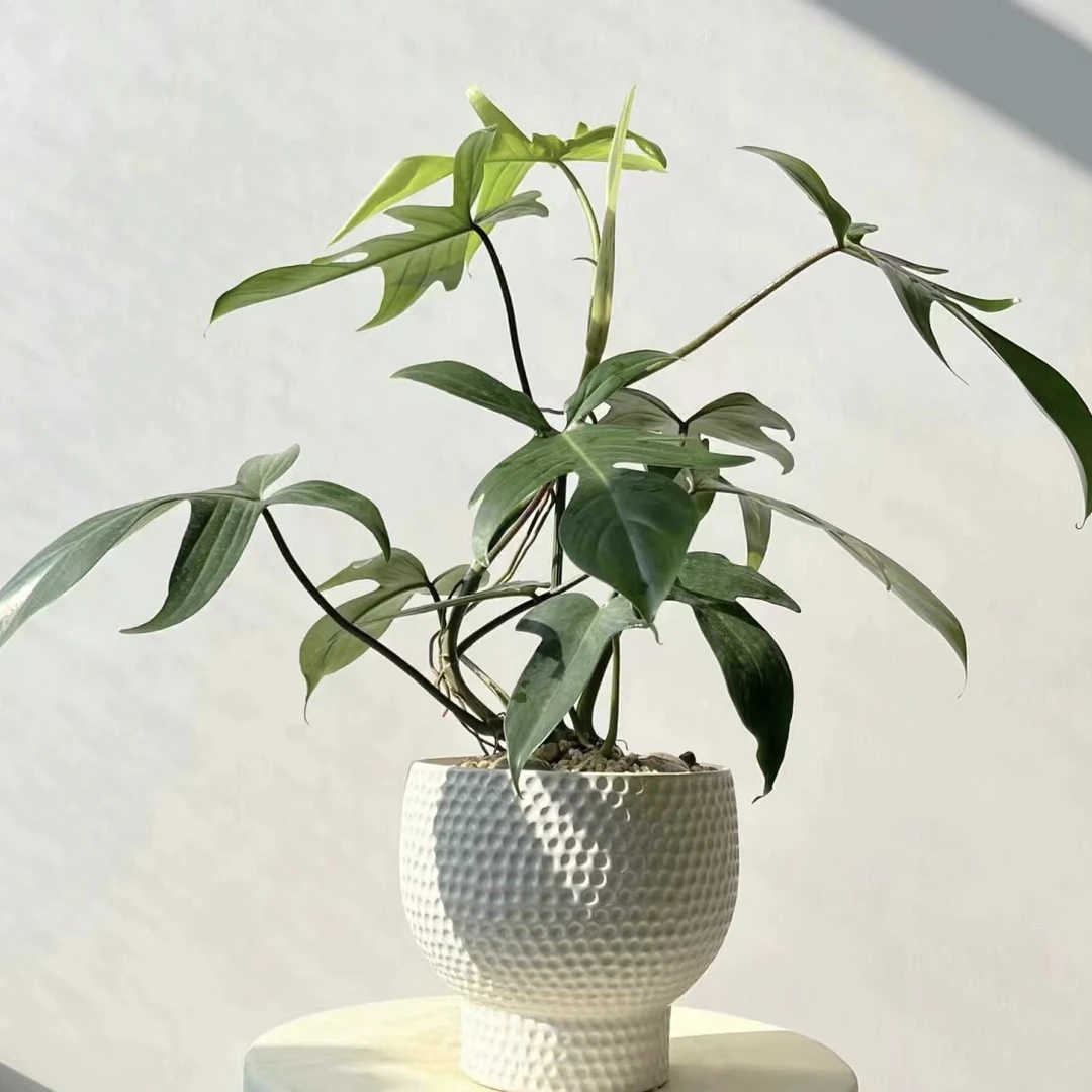 飞机蔓绿绒 好长好看能长很高