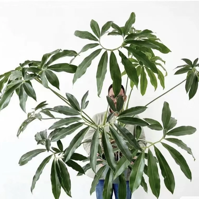 印第安羽毛蔓绿绒 越老叶子分裂越多高级植物软装
