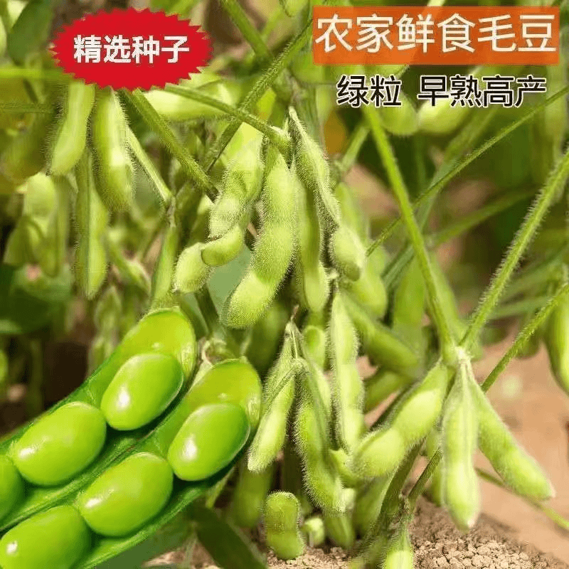 毛豆种子黄豆籽青豆种子大豆种籽早熟青豆籽春夏季秋种大荚菜蔬菜