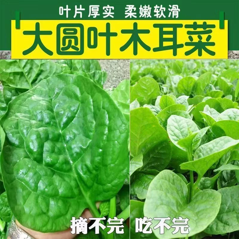 大叶木耳菜种子高钙肉厚春夏耐高温四季室外阳台盆栽农田蔬菜种籽