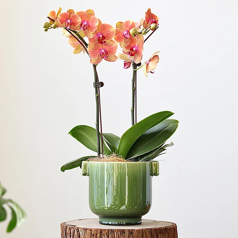 设计师日式陶瓷花盆蝴蝶兰创意高脚绿色釉面兰花绿植专用套盆高端