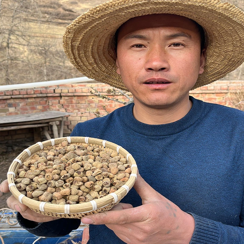 《覆-p子》甘肃大山采摘非种植覆P子包邮