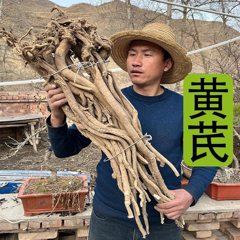 《黄芪》甘肃深山采挖老黄芪非种植多年生主根