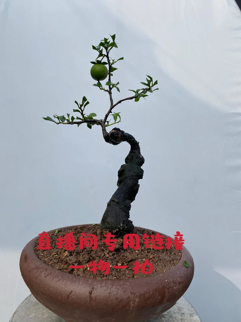 金弹子盆景 直播间一物一拍链接